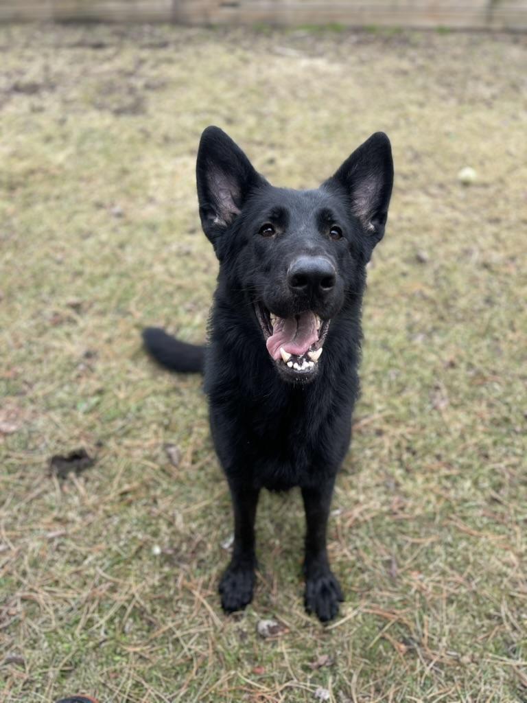 Damian, ADOPTABLE, Adult Male German Shepherd Dog.