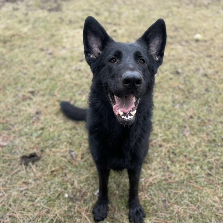Enlarge Damian, a ADOPTABLE German Shepherd Dog in Mississauga, ON image 1/6