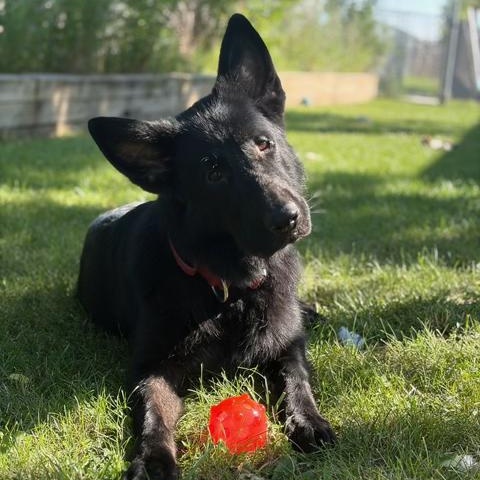 Damian- Reduced Adoption Fee, a ADOPTABLE German Shepherd Dog in Mississauga, ON image 3/6
