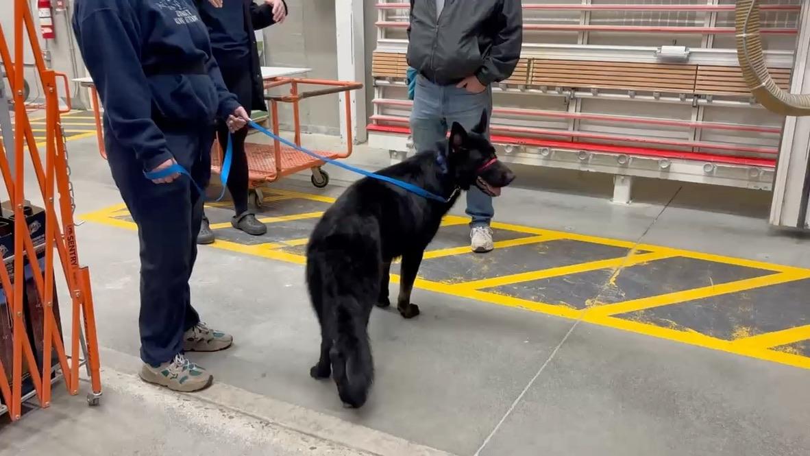 Enlarge Damian, a ADOPTABLE German Shepherd Dog in Mississauga, ON image 4/5