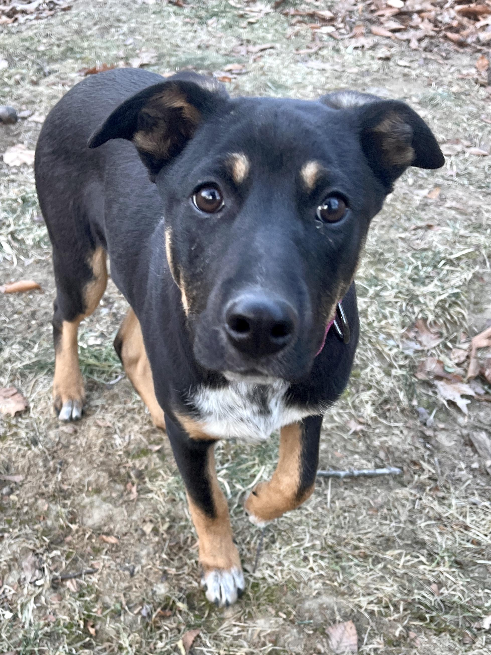 Sheba, Adopted, Adult Female German Shepherd Dog.