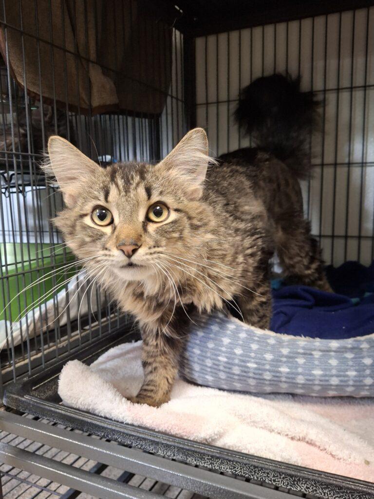 DYLAN, ADOPTABLE, Adult Male Tabby.