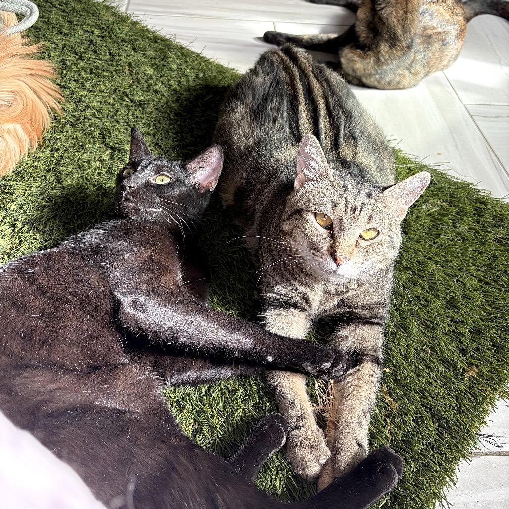 Enlarge Almond, a Adopted mixed breed in Orem, UT image 4/6