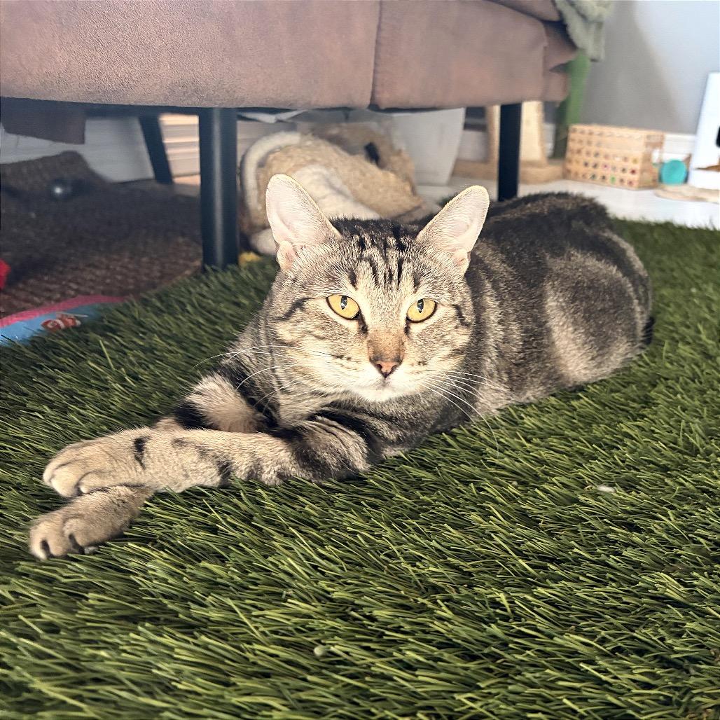 Almond, Adopted, Young Female Domestic Short Hair & American Shorthair.
