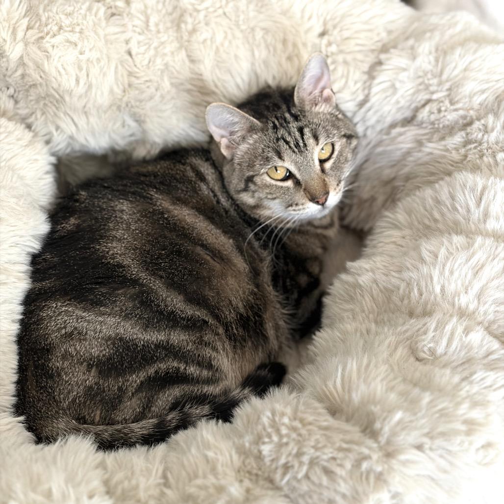 Enlarge Almond, a Adopted mixed breed in Orem, UT image 2/6