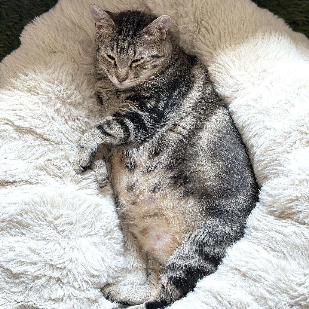 Enlarge Almond, a Adopted mixed breed in Orem, UT image 3/6