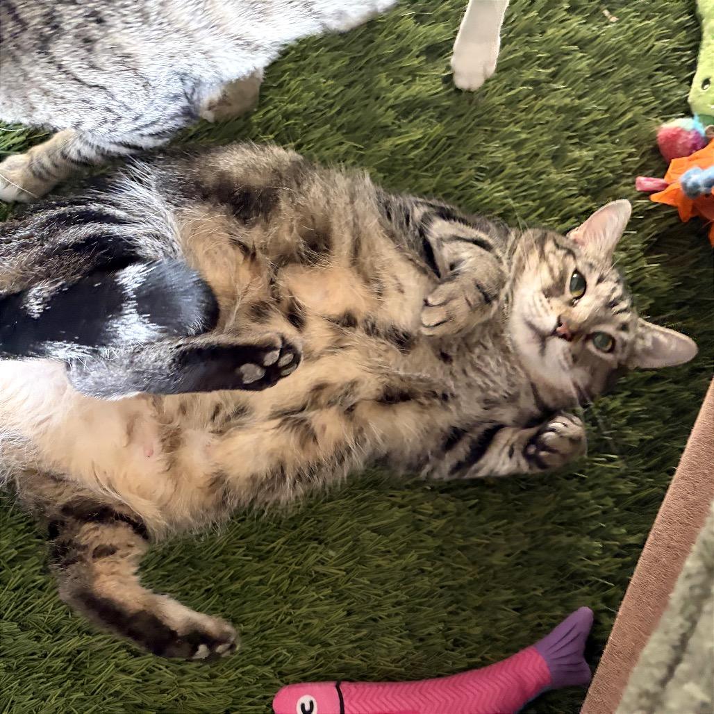 Enlarge Almond, a Adopted mixed breed in Orem, UT image 5/6