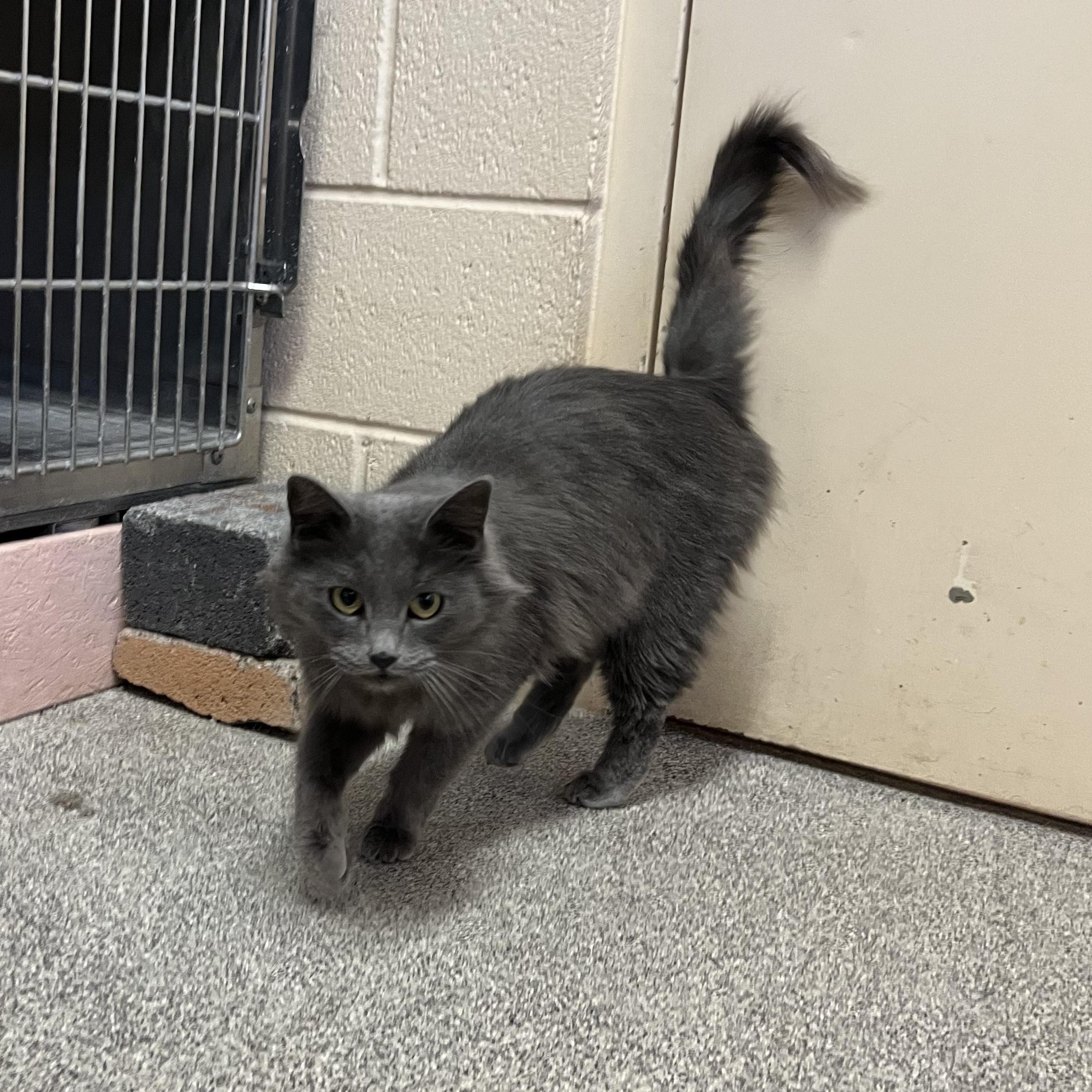 PEARL, ADOPTABLE, Young Female Russian Blue.