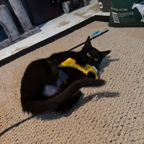 Enlarge Roxy, a ADOPTABLE Domestic Short Hair in Chambersburg, PA image 4/5