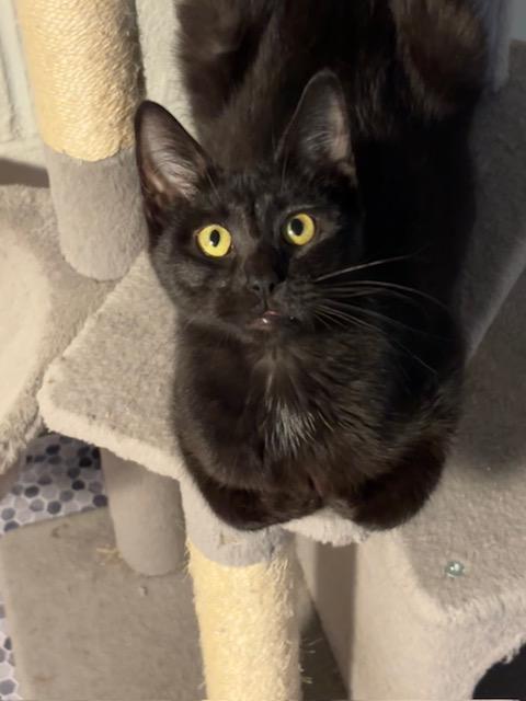 Roxy, ADOPTABLE, Adult Female Domestic Short Hair.