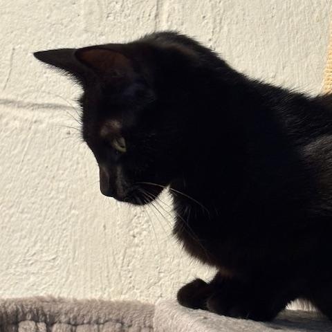 Enlarge Roxy, a ADOPTABLE Domestic Short Hair in Chambersburg, PA image 3/5
