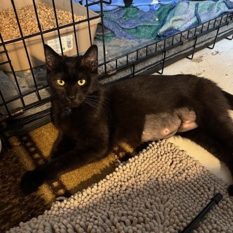 Enlarge Roxy, a ADOPTABLE Domestic Short Hair in Chambersburg, PA image 2/5