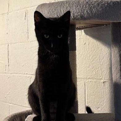 Enlarge Roxy, a ADOPTABLE Domestic Short Hair in Chambersburg, PA image 5/5