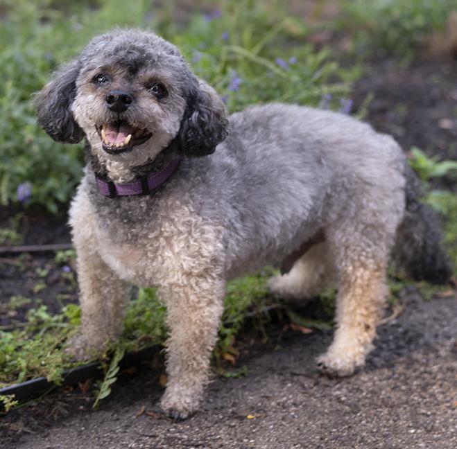 Spikey, a ADOPTABLE Yorkie Poo in Chicago, IL image 5/5