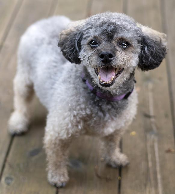 Spikey, a ADOPTABLE Yorkie Poo in Chicago, IL image 2/5