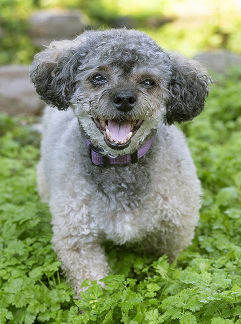 Spikey, a ADOPTABLE Yorkie Poo in Chicago, IL image 4/5