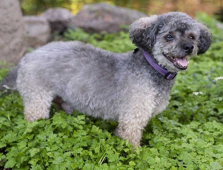 Spikey, a ADOPTABLE Yorkie Poo in Chicago, IL image 1/5