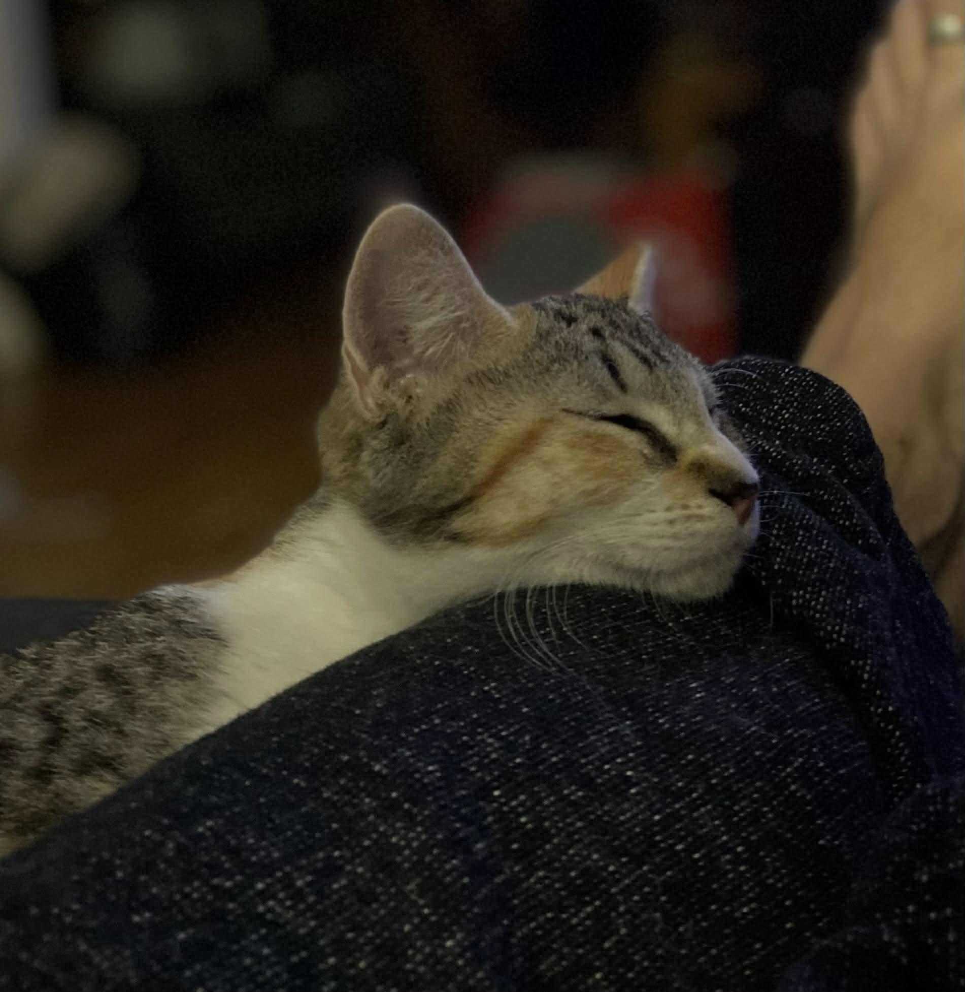 Enlarge Bella, a ADOPTABLE Domestic Short Hair in Chatham, ON image 6/6