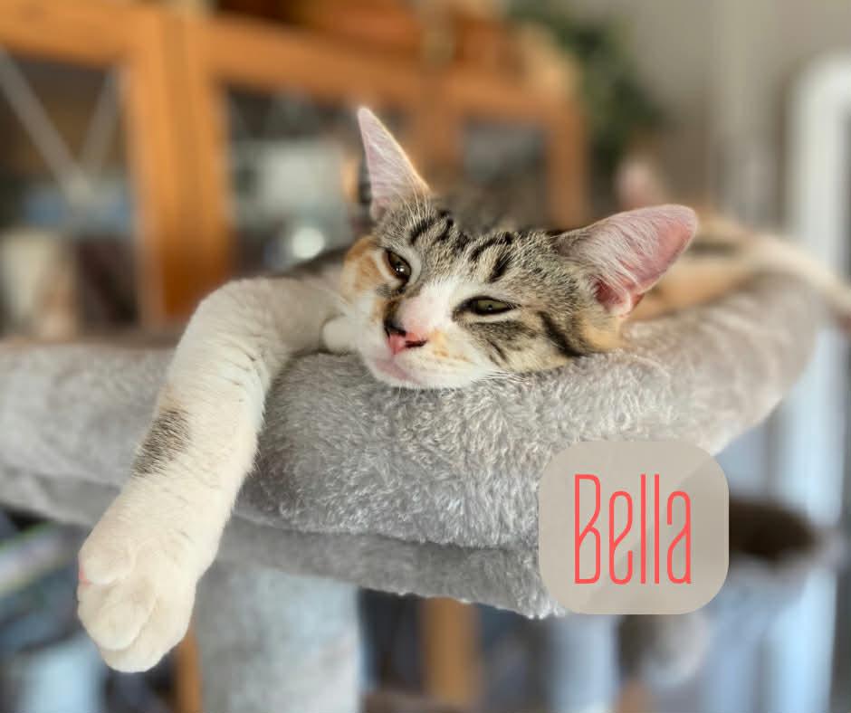 Enlarge Bella, a ADOPTABLE Domestic Short Hair in Chatham, ON image 4/6