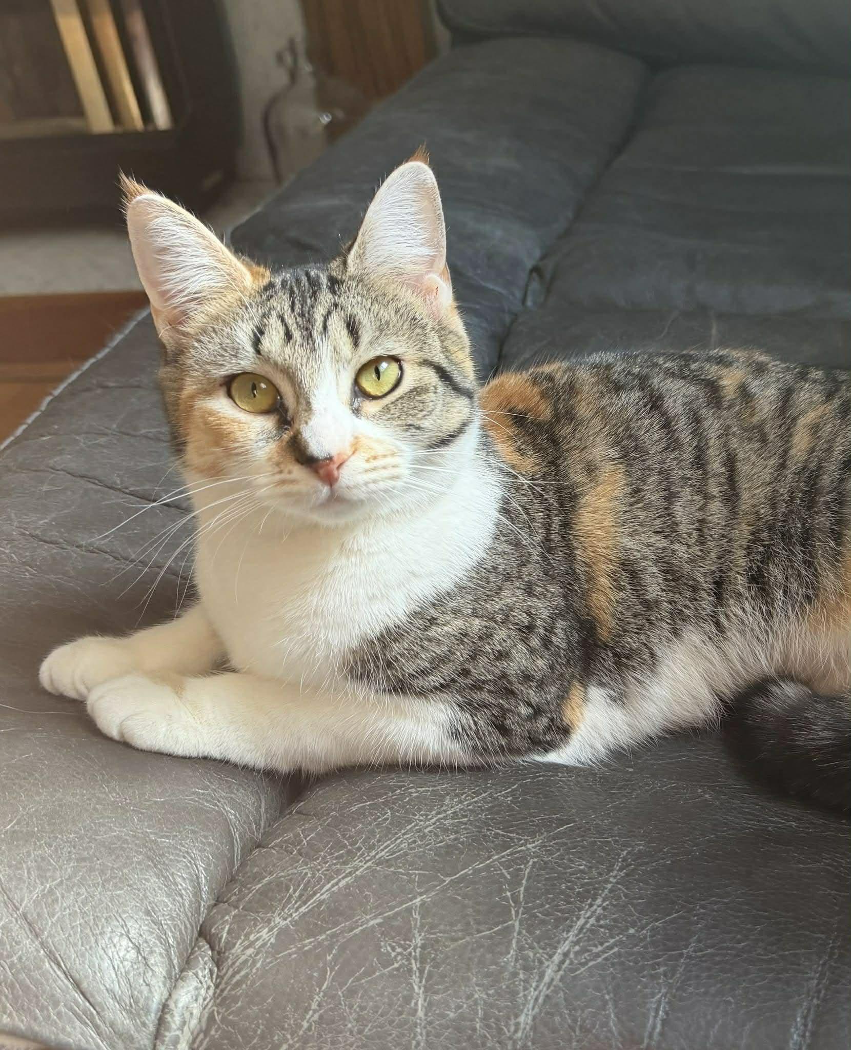 Enlarge Bella, a ADOPTABLE Domestic Short Hair in Chatham, ON image 3/6
