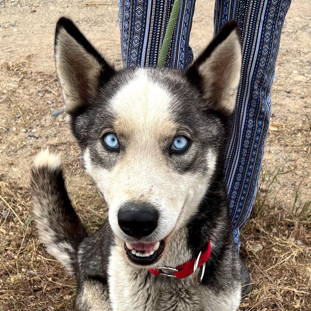 River, Adoptable, Adult Female Husky.