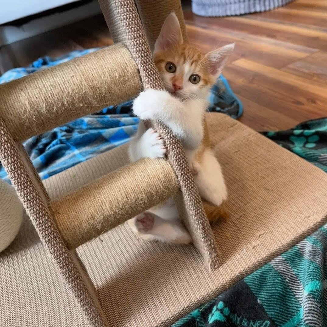 Jonny Pop (Popsicle Litter), a Adoptable Domestic Short Hair in Blanch, NC image 4/6