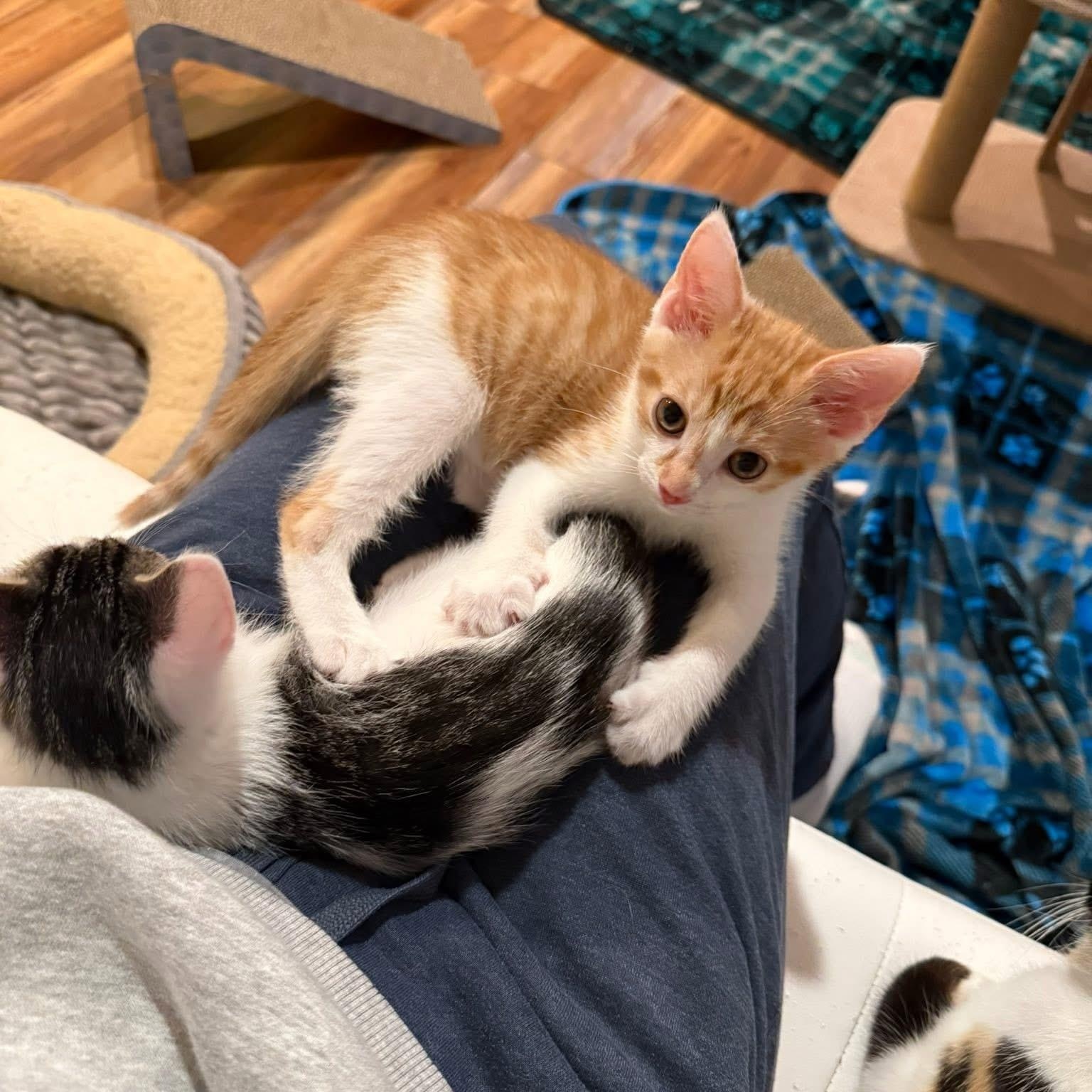 Jonny Pop (Popsicle Litter), a Adoptable Domestic Short Hair in Blanch, NC image 2/6