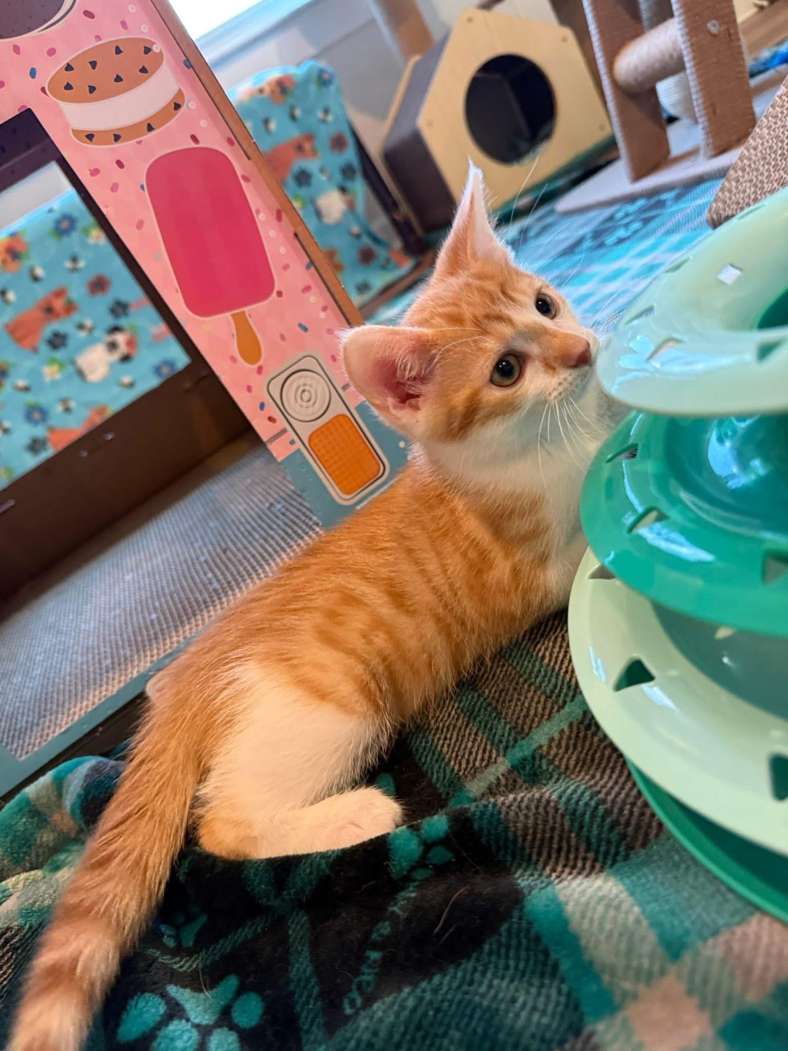 Jonny Pop (Popsicle Litter), a Adoptable Domestic Short Hair in Blanch, NC image 6/6