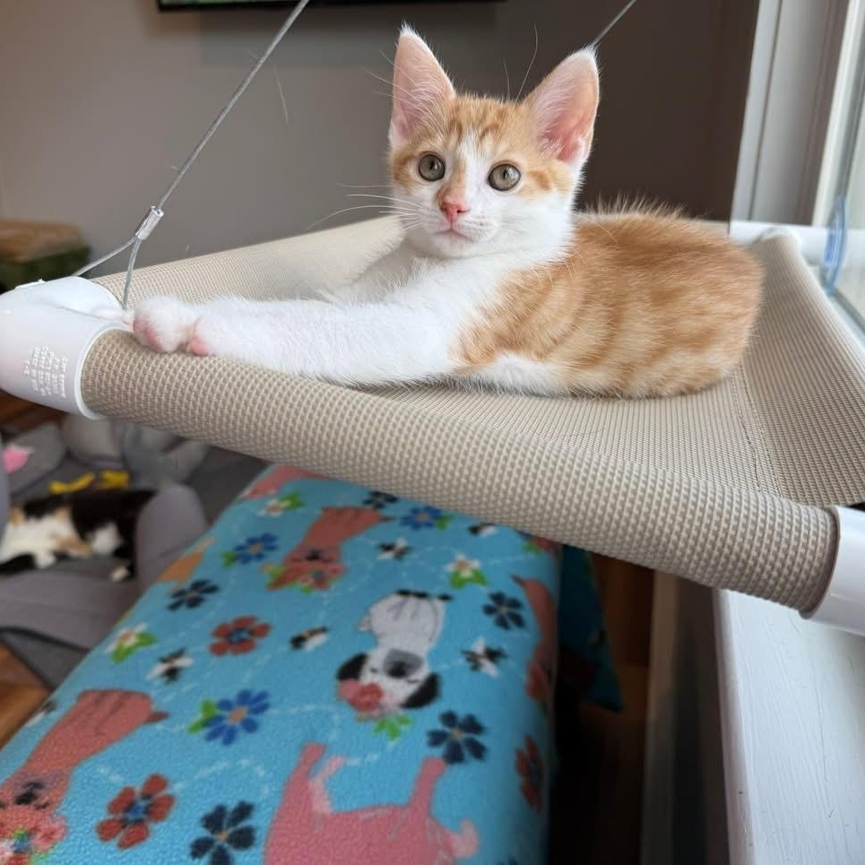 Jonny Pop (Popsicle Litter), a Adoptable Domestic Short Hair in Blanch, NC image 1/6
