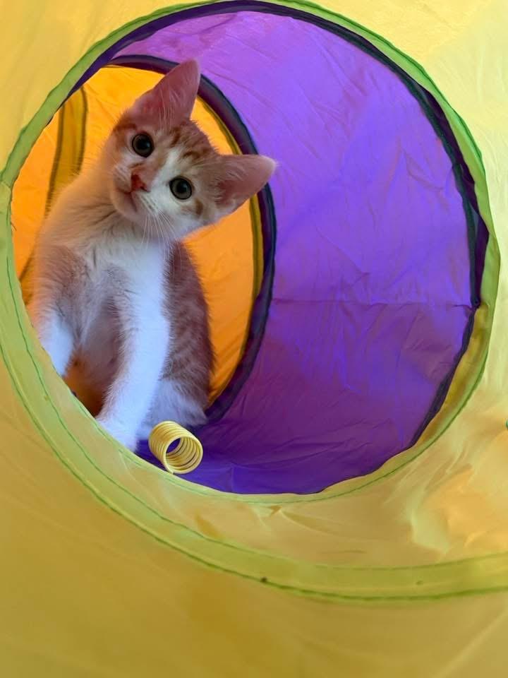 Jonny Pop (Popsicle Litter), a Adoptable Domestic Short Hair in Blanch, NC image 5/6