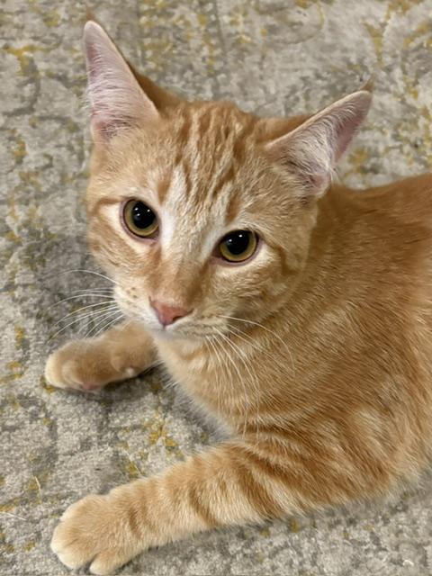 Hobbes, a Adoptable Domestic Short Hair in Stockholm, WI image 6/6