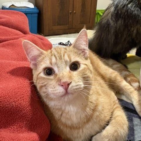 Hobbes, a Adoptable Domestic Short Hair in Stockholm, WI image 2/6