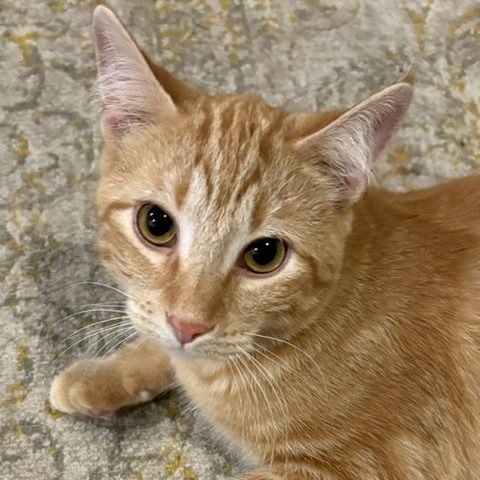 Hobbes, Adoptable, Young Male Domestic Short Hair.