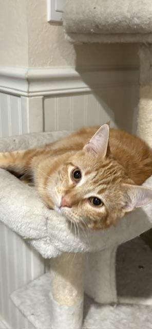 Hobbes, a Adoptable Domestic Short Hair in Stockholm, WI image 3/6