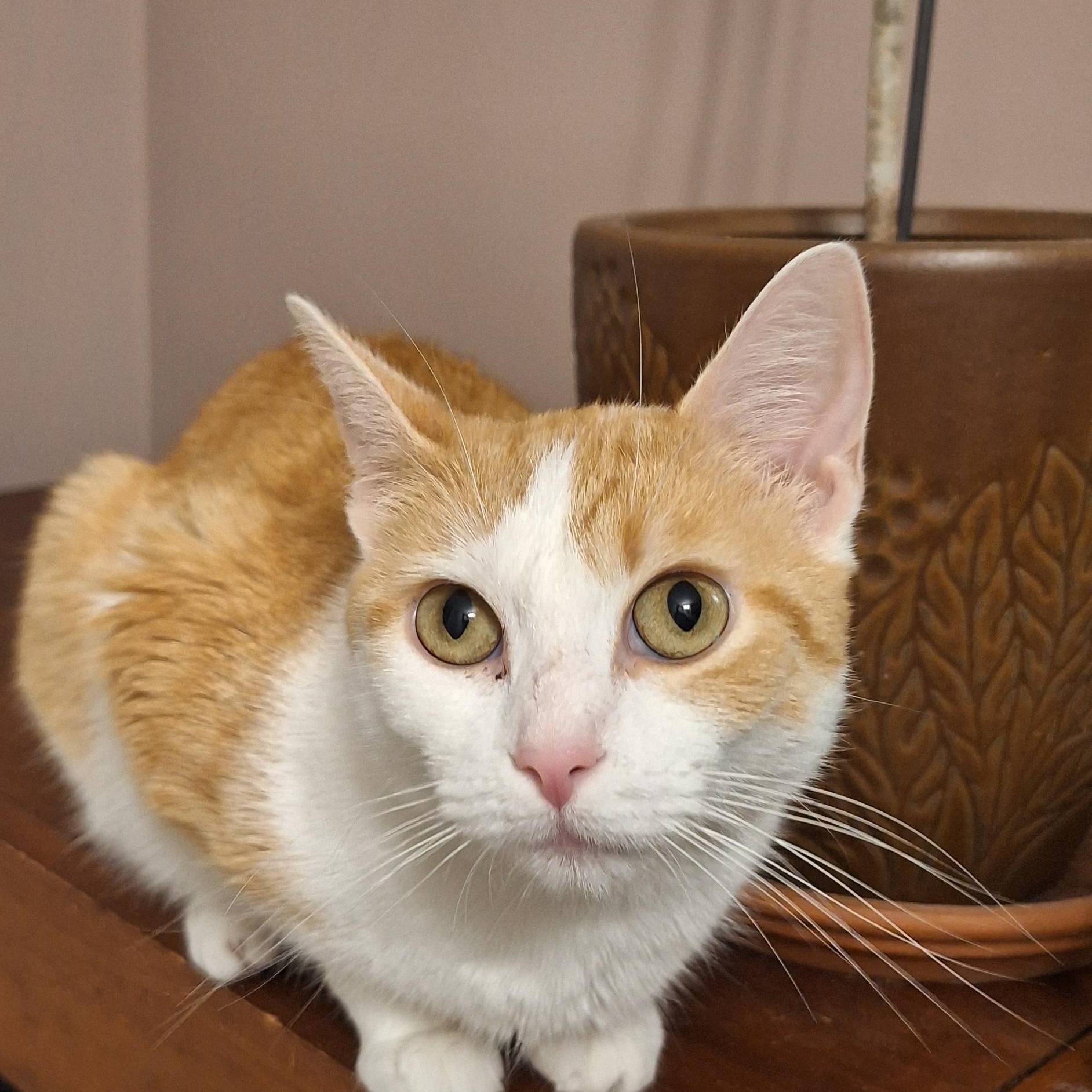 Patty, a Adoptable Domestic Short Hair in BUTLER, PA image 3/5