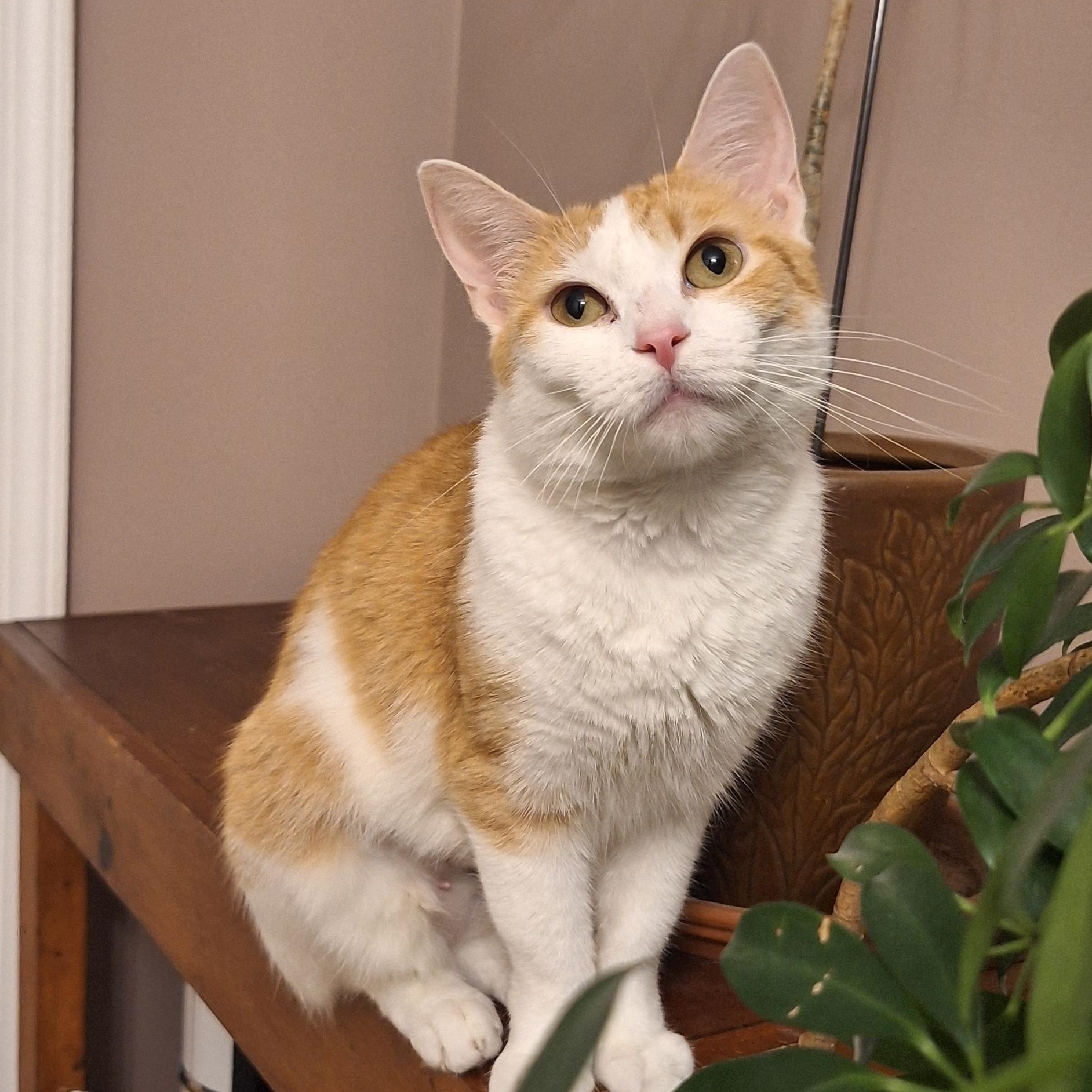 Patty, a Adoptable Domestic Short Hair in BUTLER, PA image 1/5