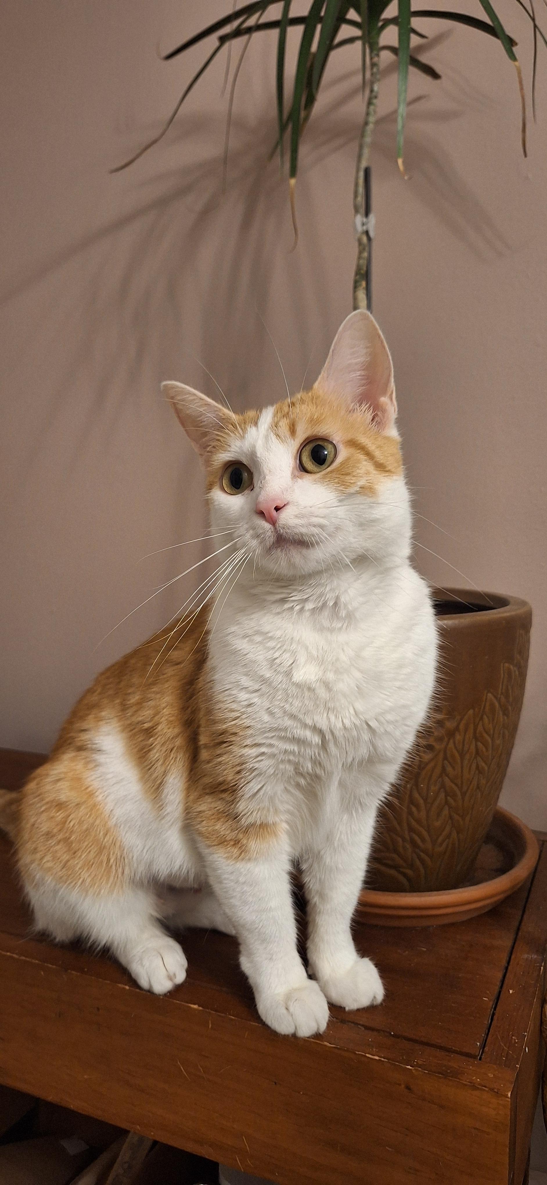 Patty, a Adoptable Domestic Short Hair in BUTLER, PA image 4/5