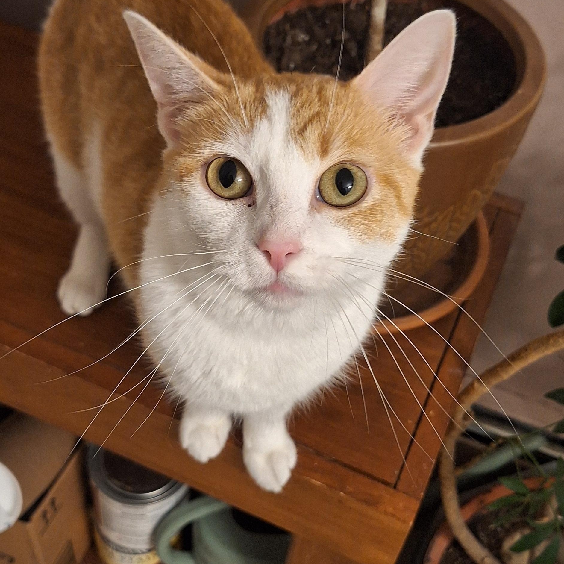 Patty, a Adoptable Domestic Short Hair in BUTLER, PA image 2/5