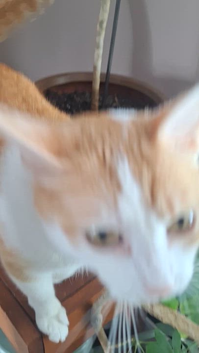 Enlarge Patty, a Adoptable Domestic Short Hair in BUTLER, PA video 5/5