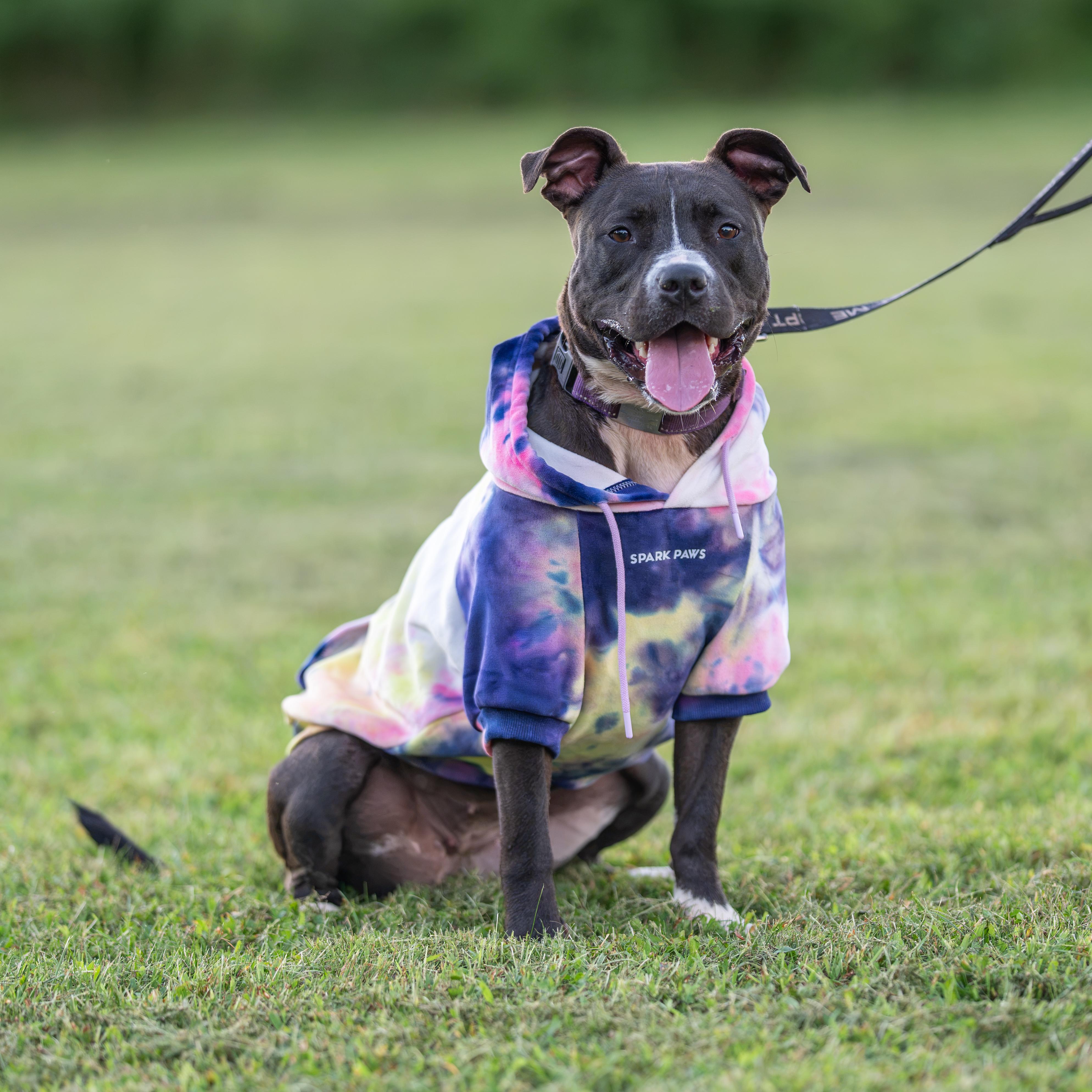 Enlarge Nala, a Adoptable mixed breed in Dillsburg, PA image 2/6