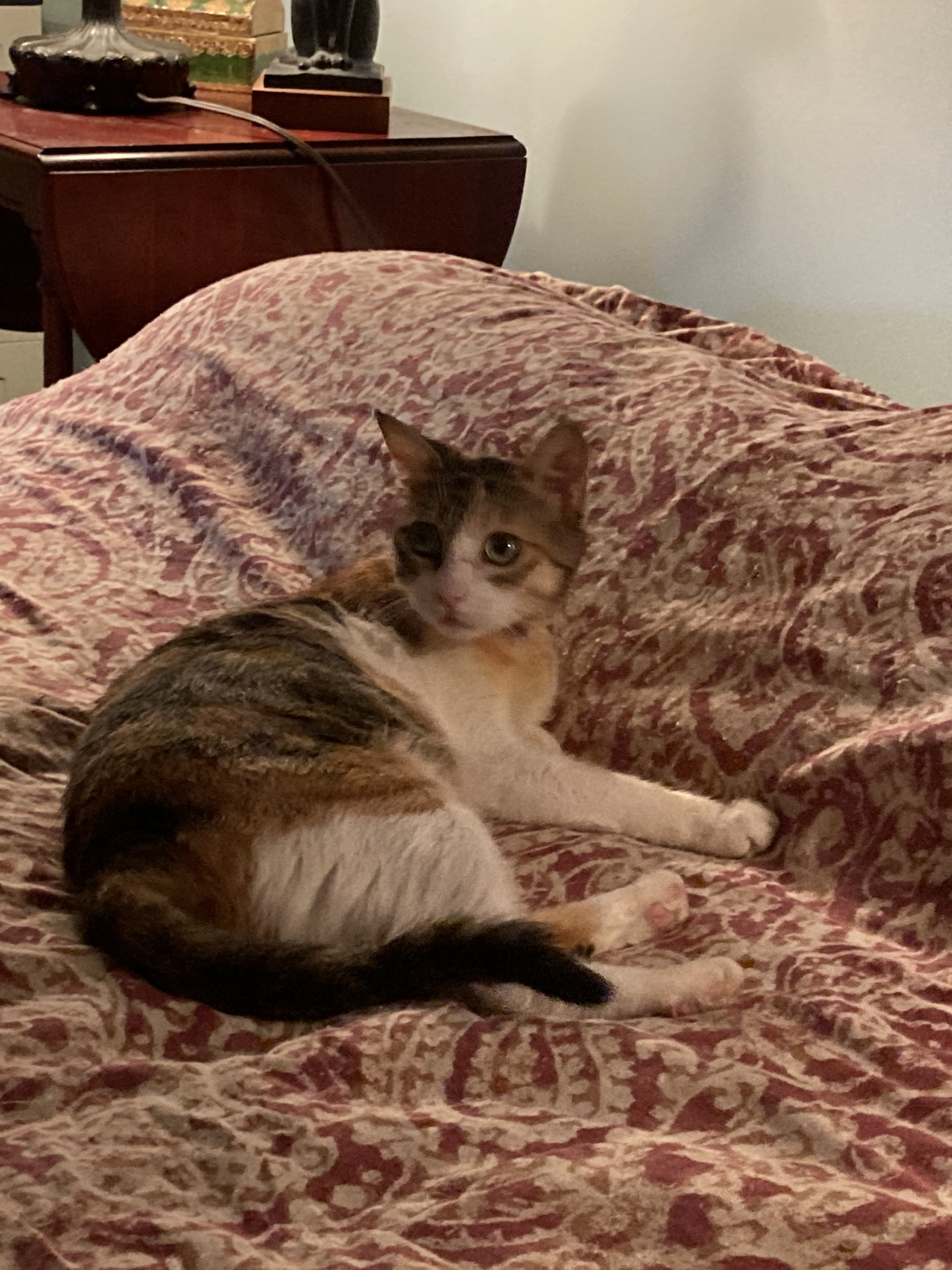 Enlarge Sammie, a Adopted Domestic Short Hair in New York, NY image 2/6