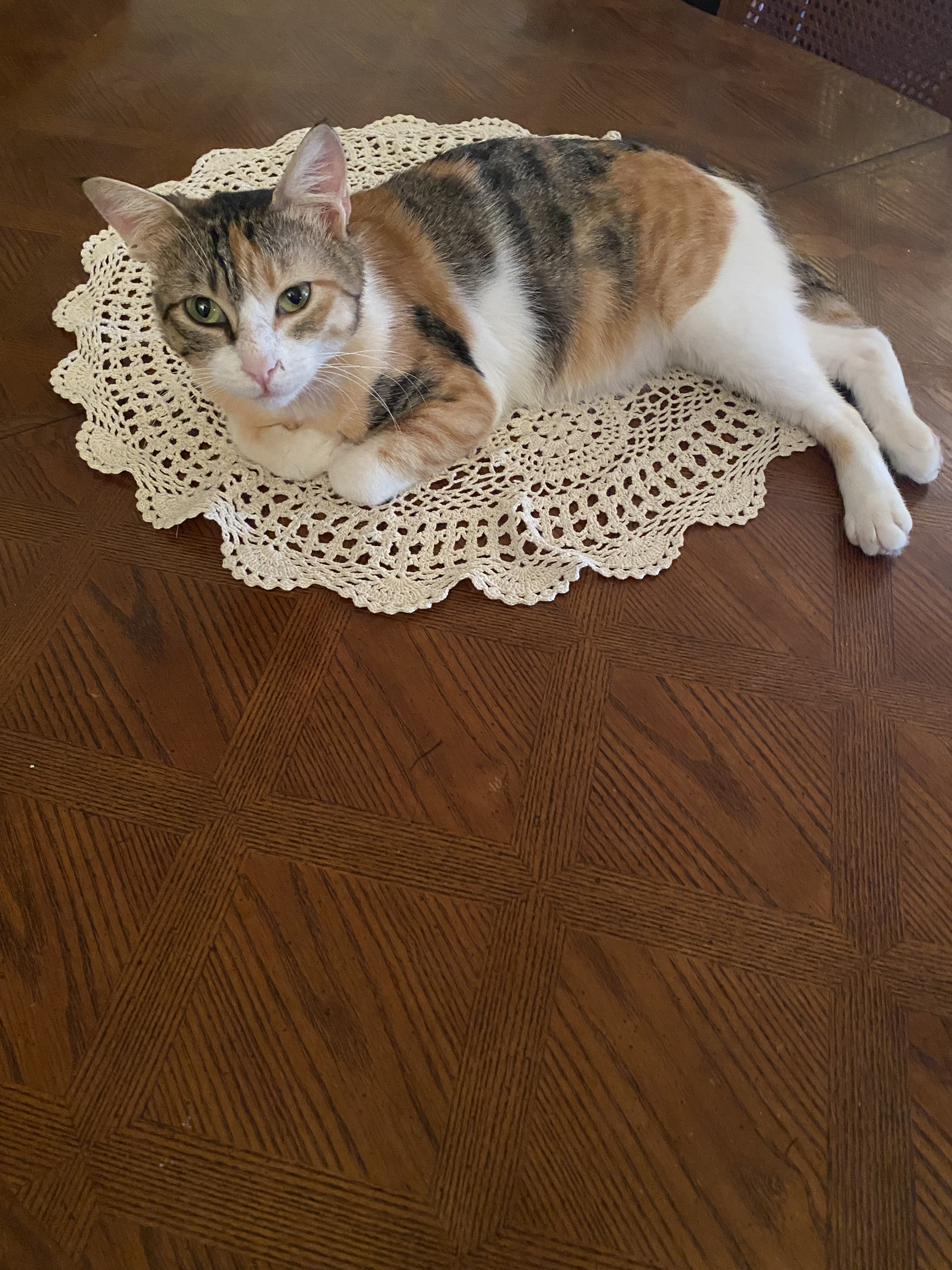 Sammie, Adopted, Young Female Domestic Short Hair.