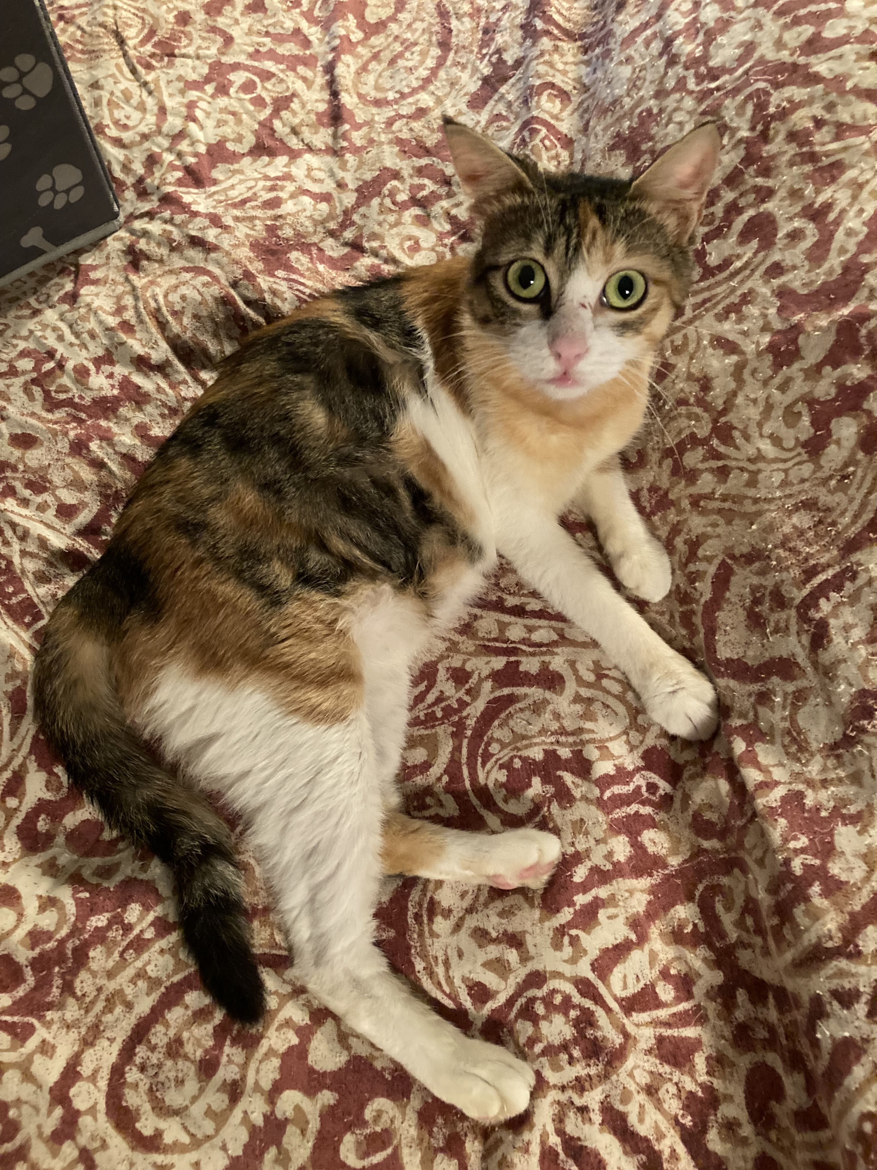 Enlarge Sammie, a Adopted Domestic Short Hair in New York, NY image 3/6