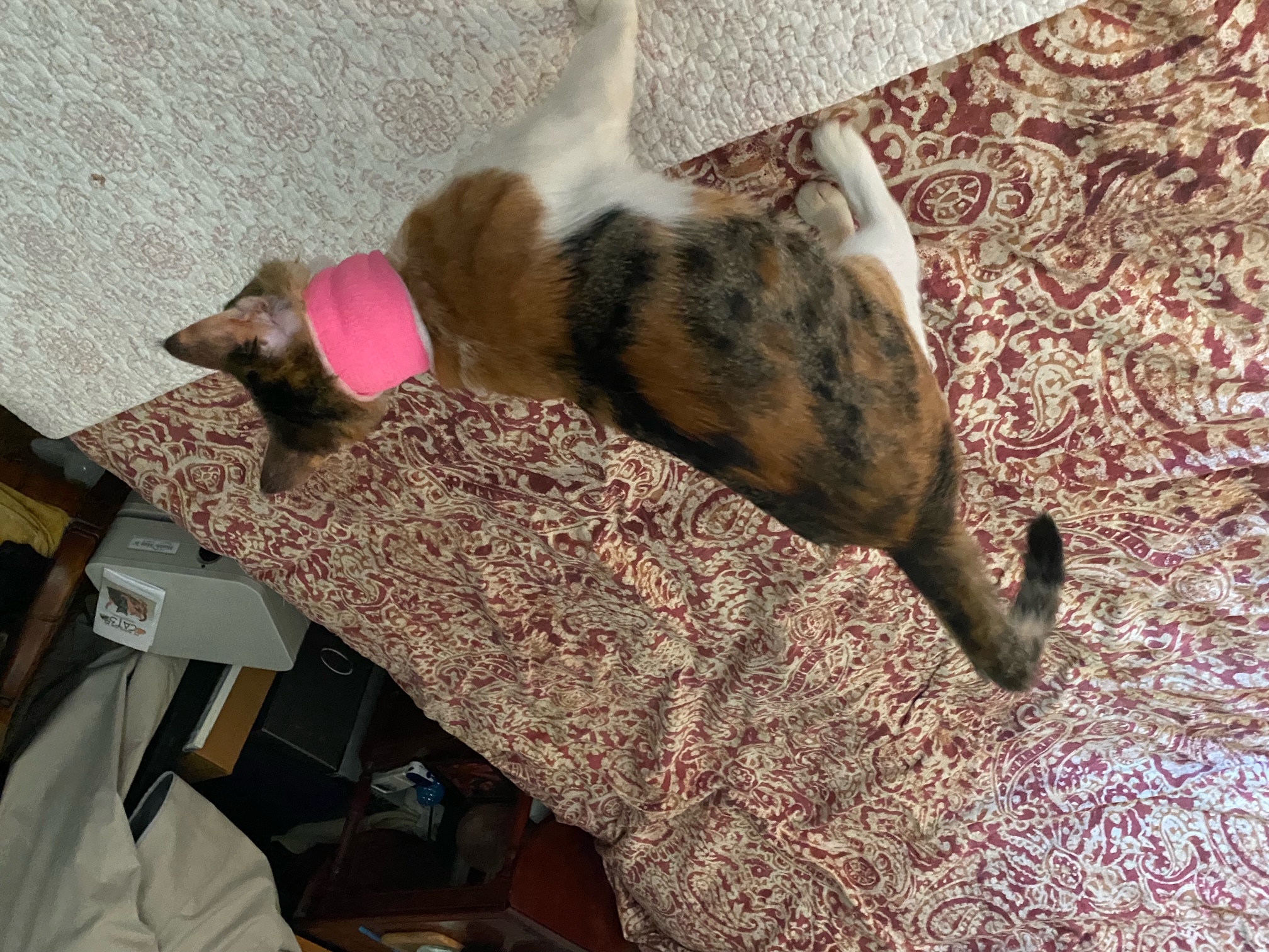 Enlarge Sammie, a Adopted Domestic Short Hair in New York, NY image 4/6