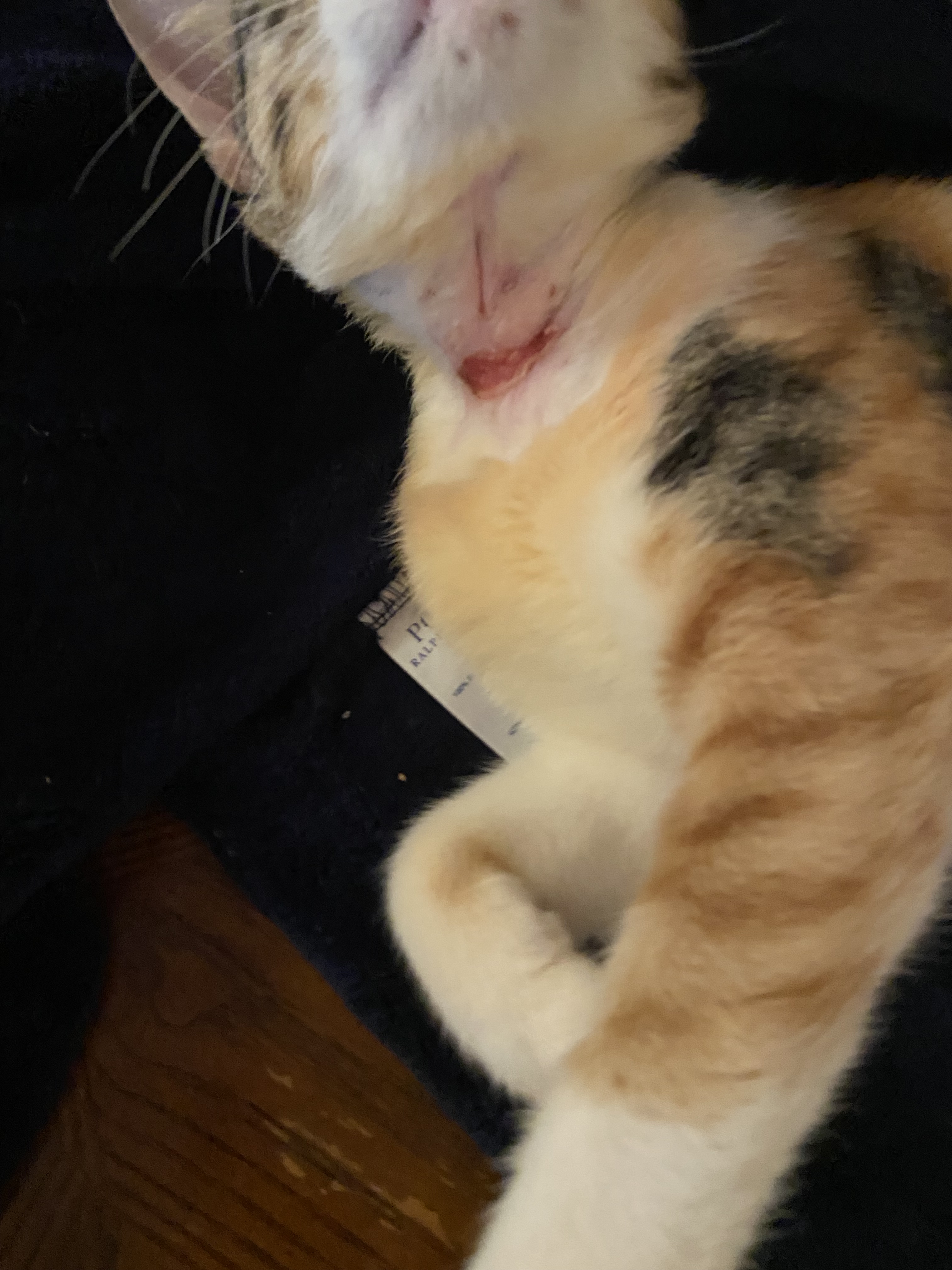 Enlarge Sammie, a Adopted Domestic Short Hair in New York, NY image 6/6