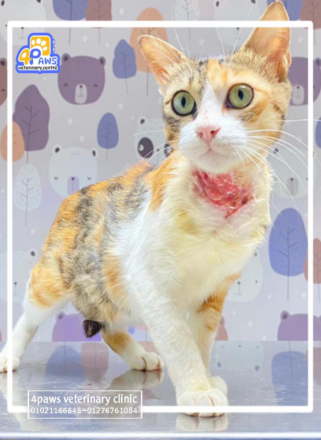 Enlarge Sammie, a Adopted Domestic Short Hair in New York, NY image 5/6