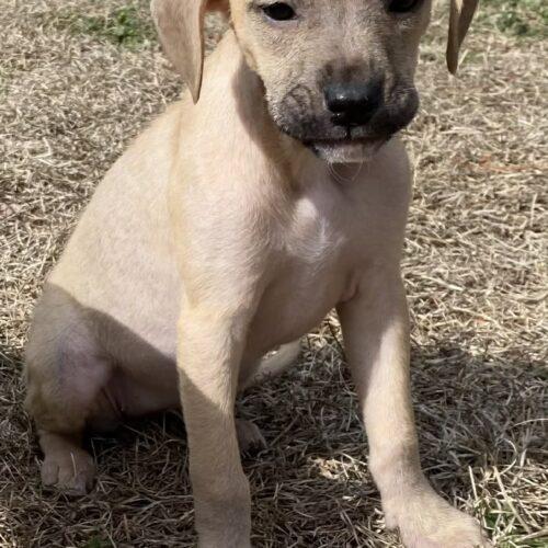 Pyxie, Adoptable, Puppy Female Labrador Retriever & Hound.