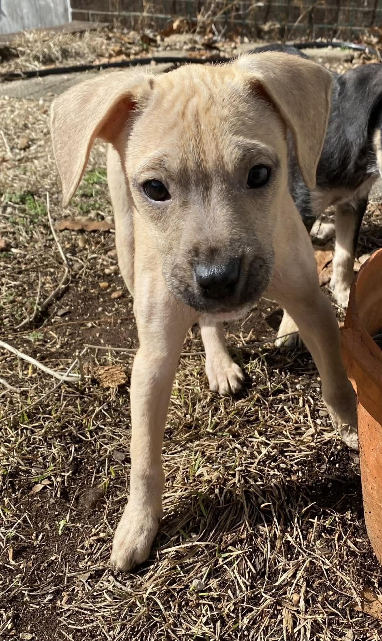 Pyxie, a Adoptable mixed breed in Sanford, NC image 2/2