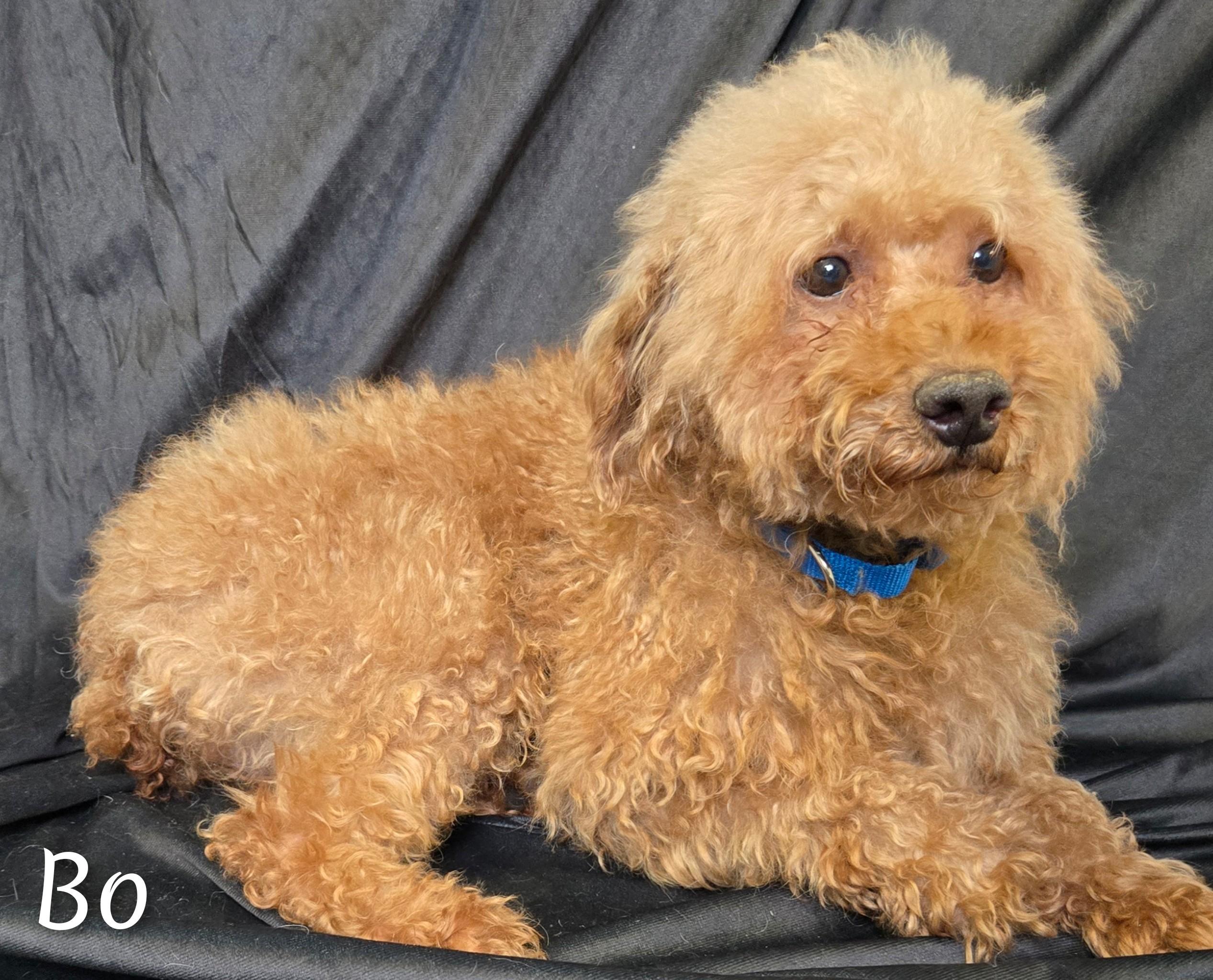 Bo, a Adoptable Miniature Poodle in Fredericksburg, VA image 1/5