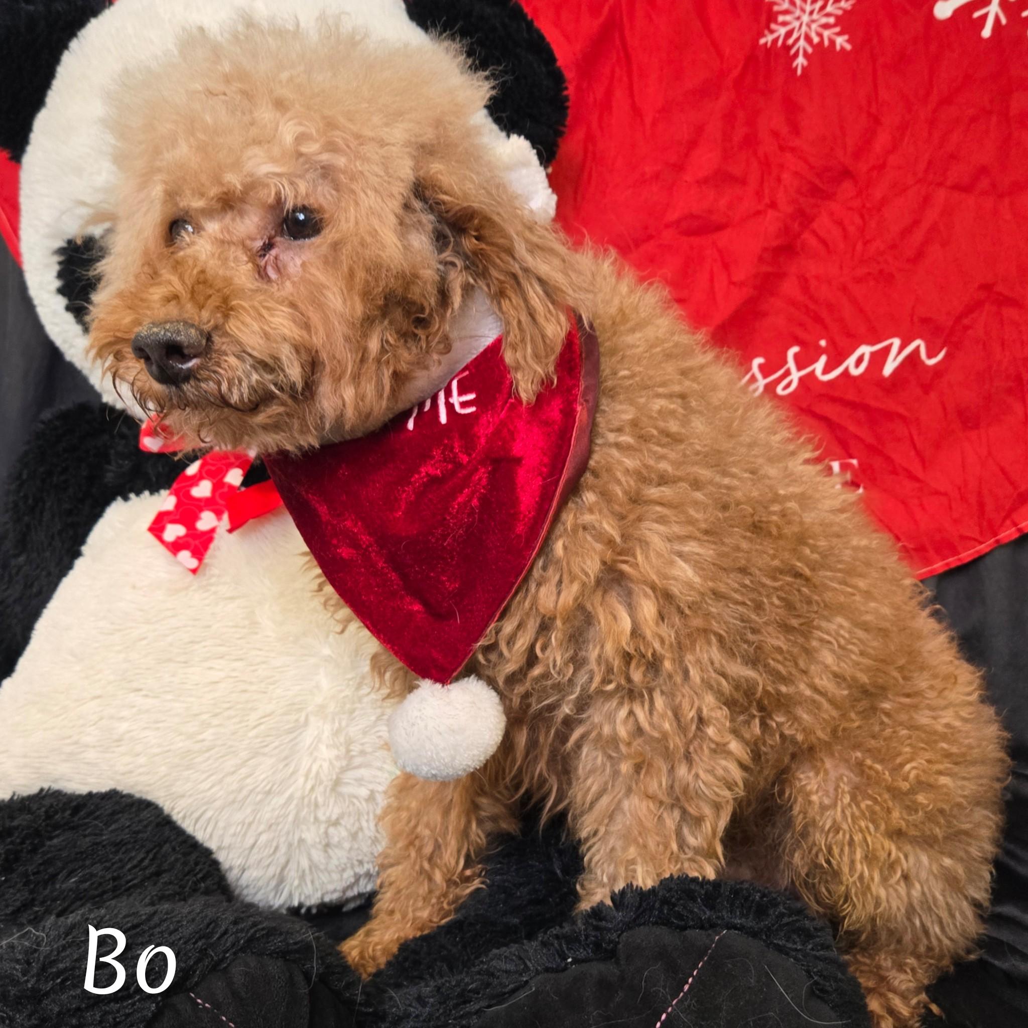 Bo, a Adoptable Miniature Poodle in Fredericksburg, VA image 2/5